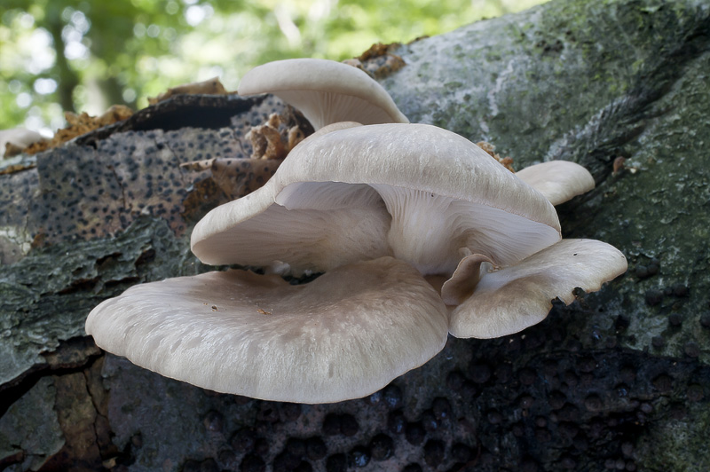 Pleurotus ostraetus